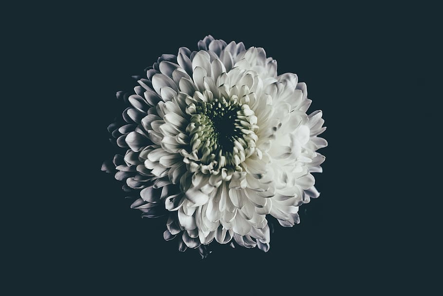 selective focus photography of white Chrysanthemum flower, petal