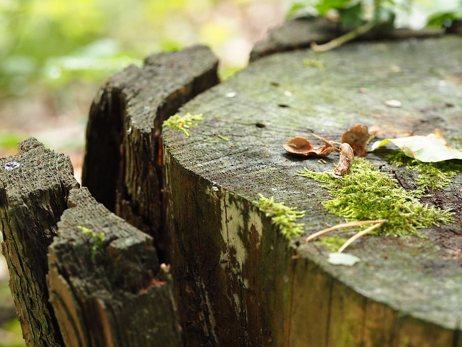 wood, moss, pattern, structure, old, tree stump, bark, green HD wallpaper