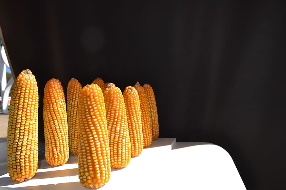 corn, harvest, tenon, food and drink, vegetable, wellbeing HD wallpaper