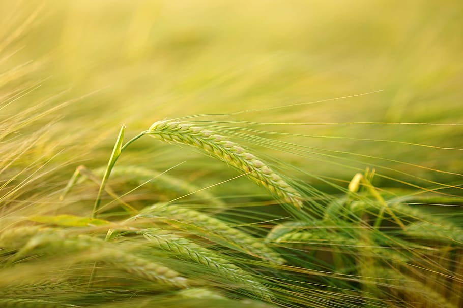 wheat field, barley, getreideanbau, barley cultivation, cereals, HD wallpaper