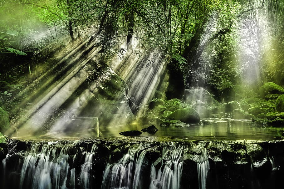 sunlight reflection on river under green tree, green leafed tree near body of water HD wallpaper