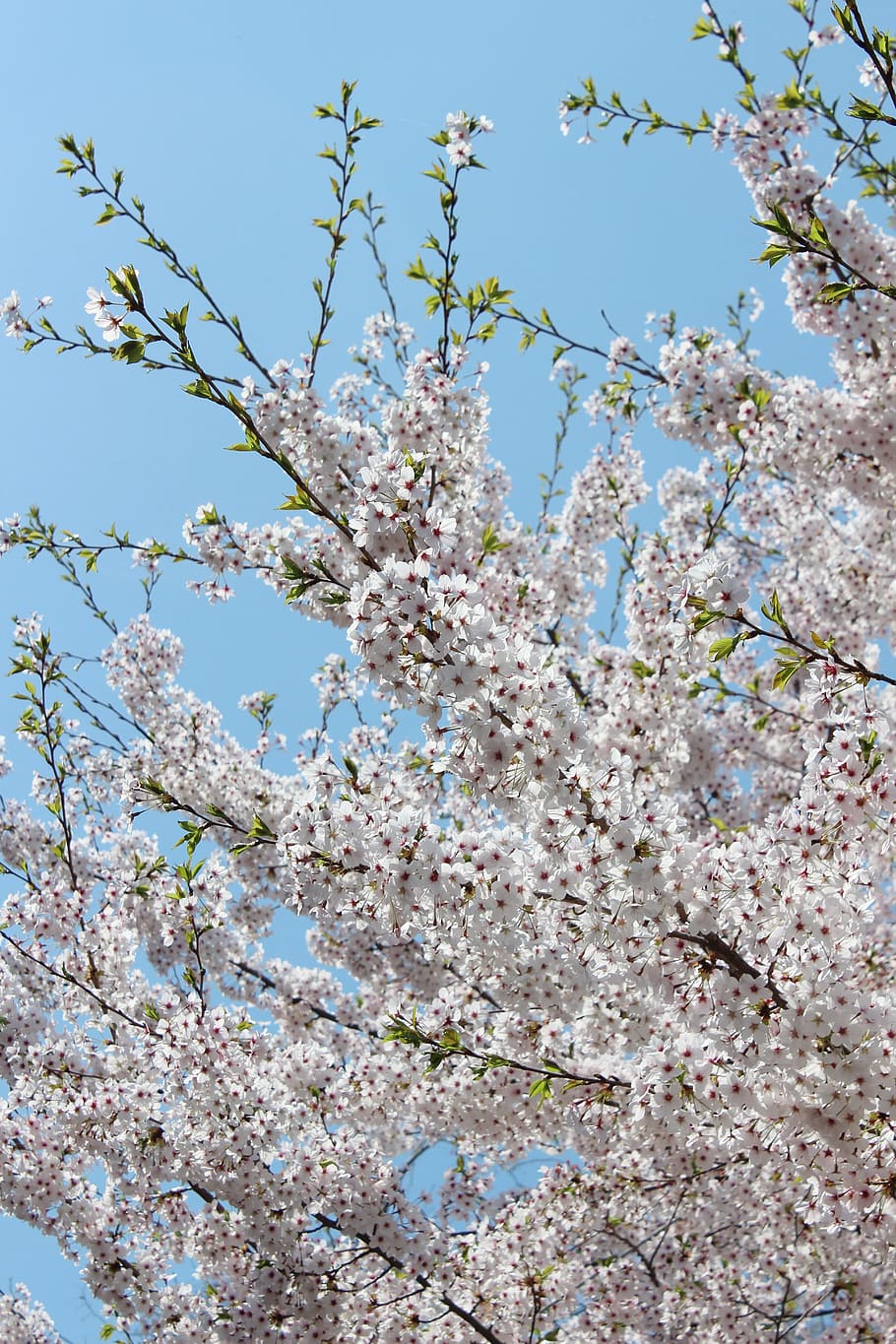 Cherry Blossom, Flowers, Sky, nature, branch, tree, no people HD wallpaper