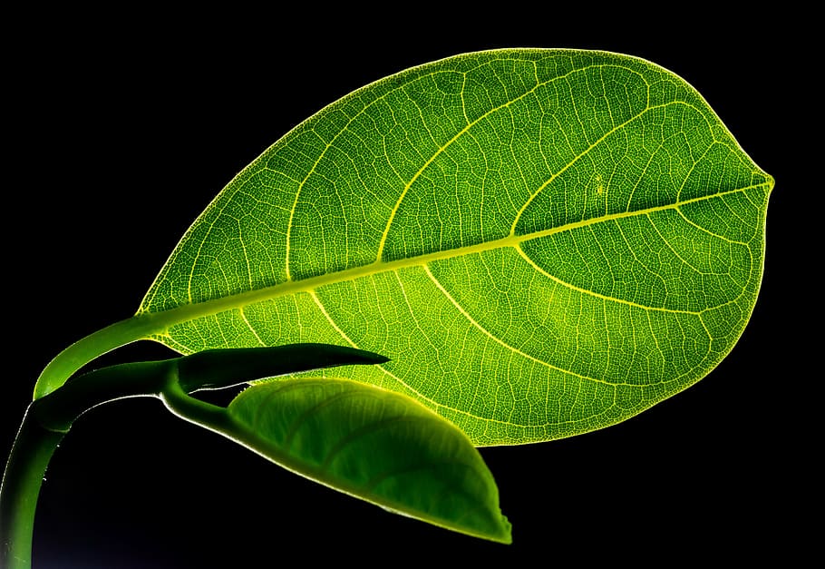 green veined ovate leaf, leaves, jack fruit leaf, nature, green Color HD wallpaper