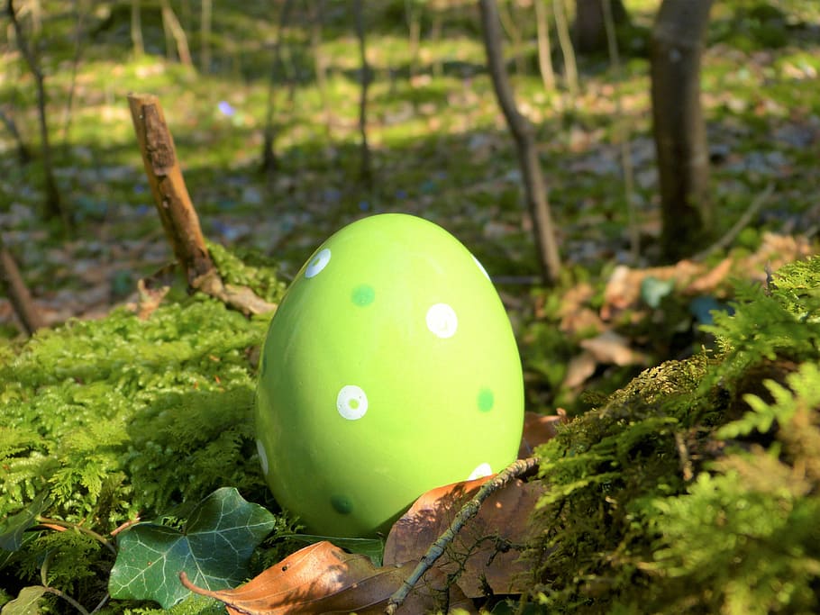 green Easter egg on grass field, ceramic, forest, moss, nature, HD wallpaper