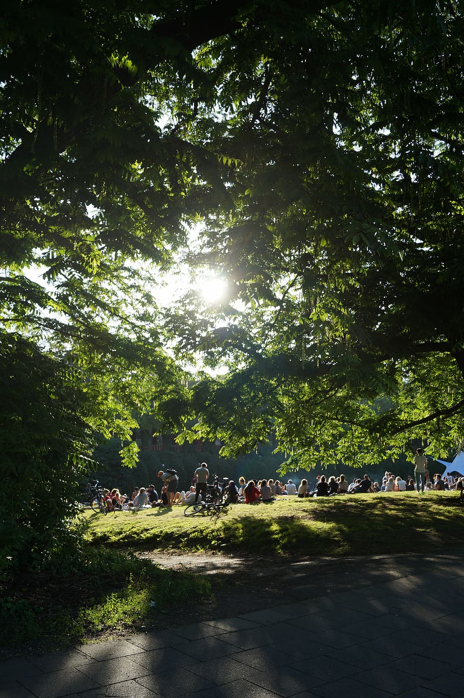 summer, sun, park, tree, outdoor, party, plant, nature, sunlight HD wallpaper