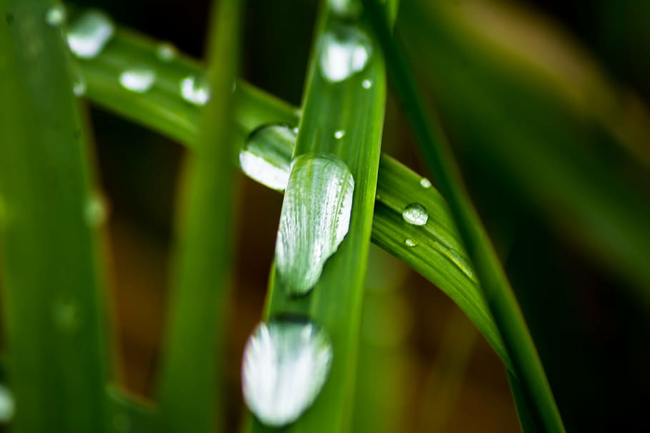close-up, dew, grass, waterdrops, wet, nature, plant, leaf HD wallpaper
