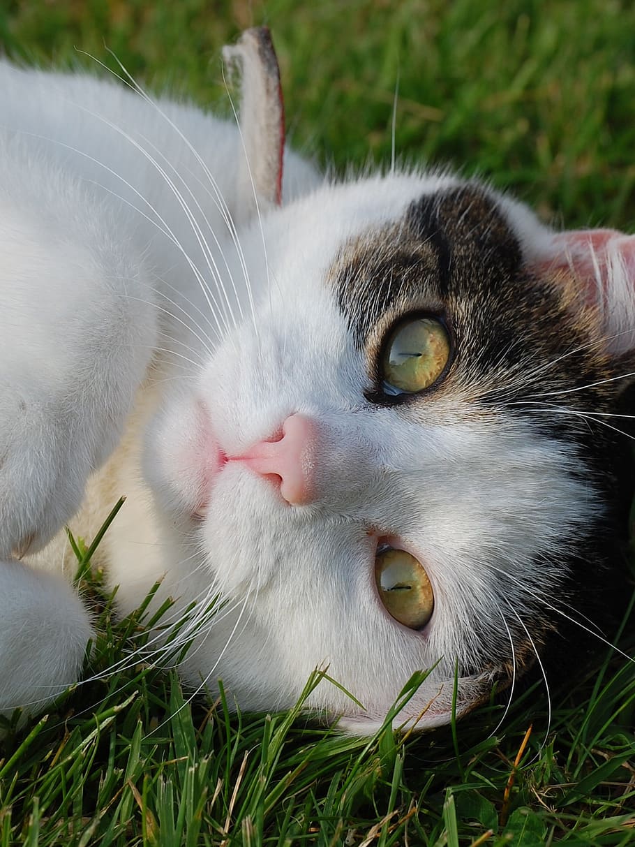 kitty, feline, cat, cute, animal, domestic, pet, fur, mammal HD wallpaper