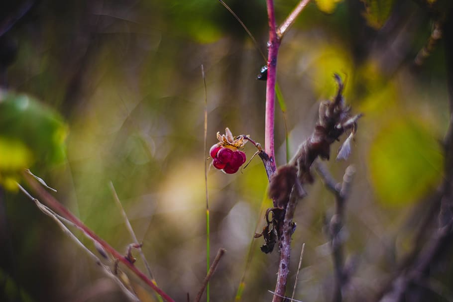red, branches, fruits, blur, berries, bright, close-up, colors HD wallpaper