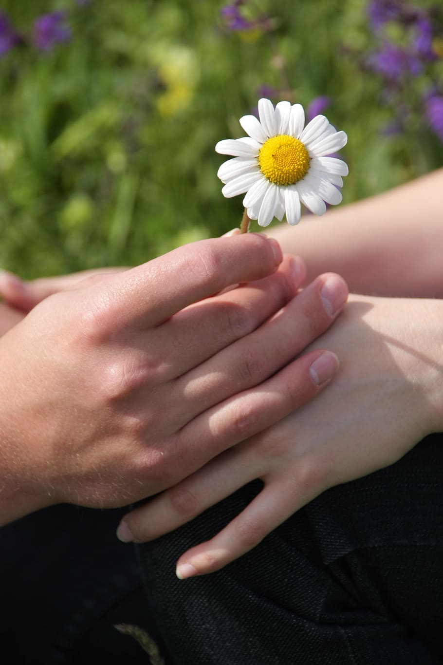 person holding white Daisy flower, touch, hand, finger, woman, HD wallpaper