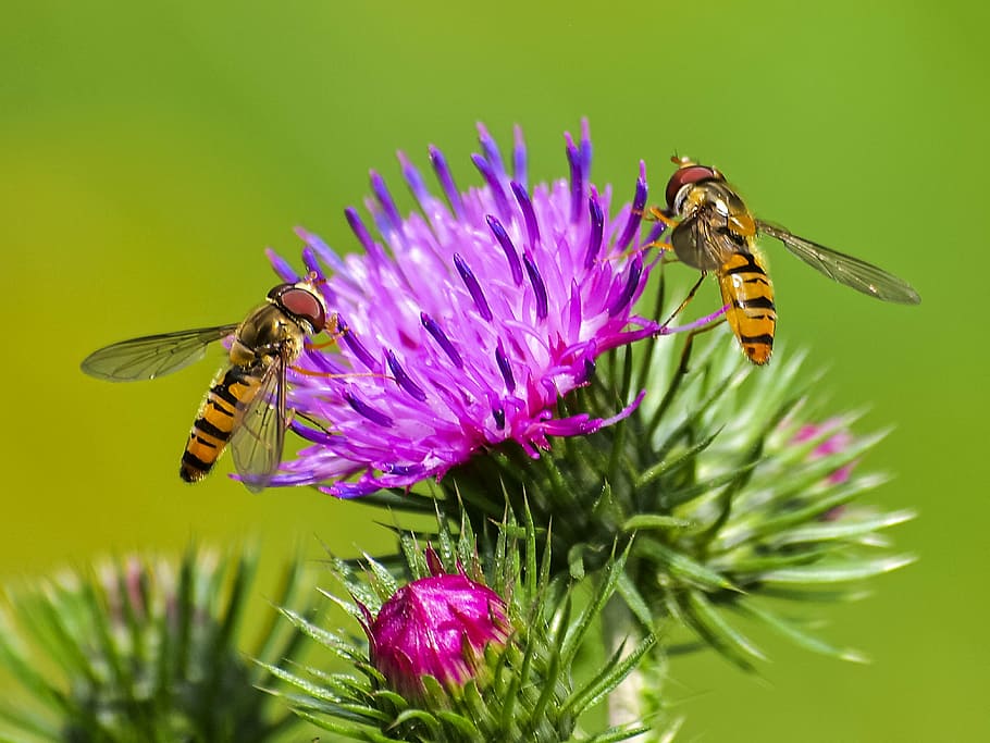 hoverfly, insect, blossom, bloom, nature, animal, invertebrate HD wallpaper