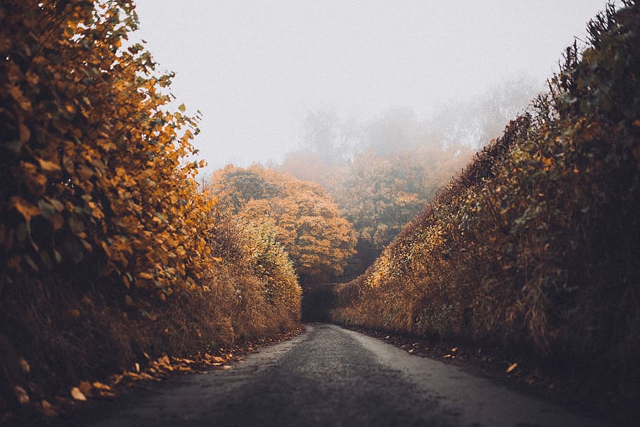 concrete road between trees with autumn leaves, road between aspen trees HD wallpaper