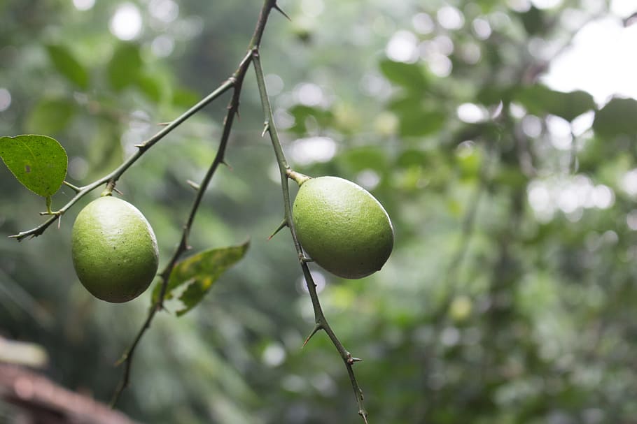 nature, tree, fruit, lemon, lime, lemon tree, organic, food HD wallpaper