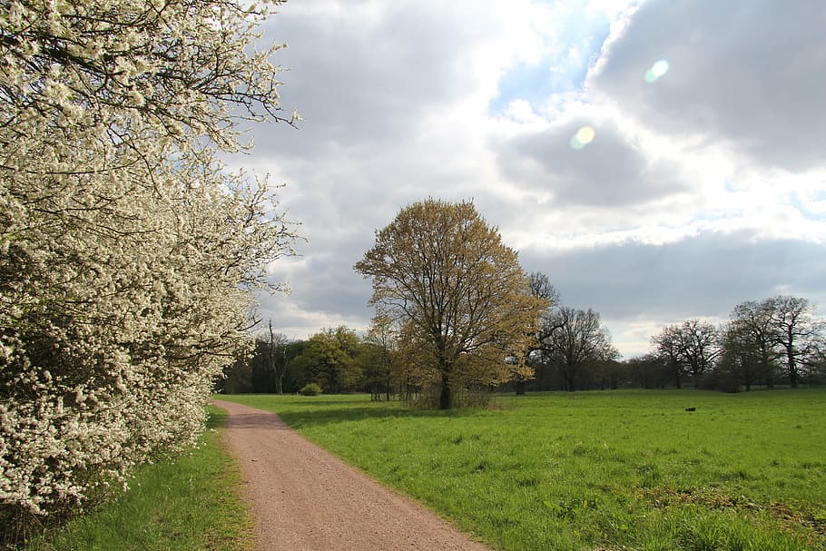 clouds, road, field, sun, plant, tree, cloud - sky, land, grass HD wallpaper