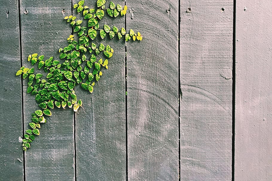 Green Leaf on Gray Wooden Fence, abstract, color, decoration HD wallpaper