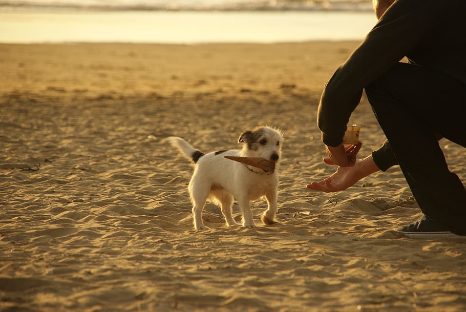 short-coated white and black puppy during daytime, dog, small HD wallpaper