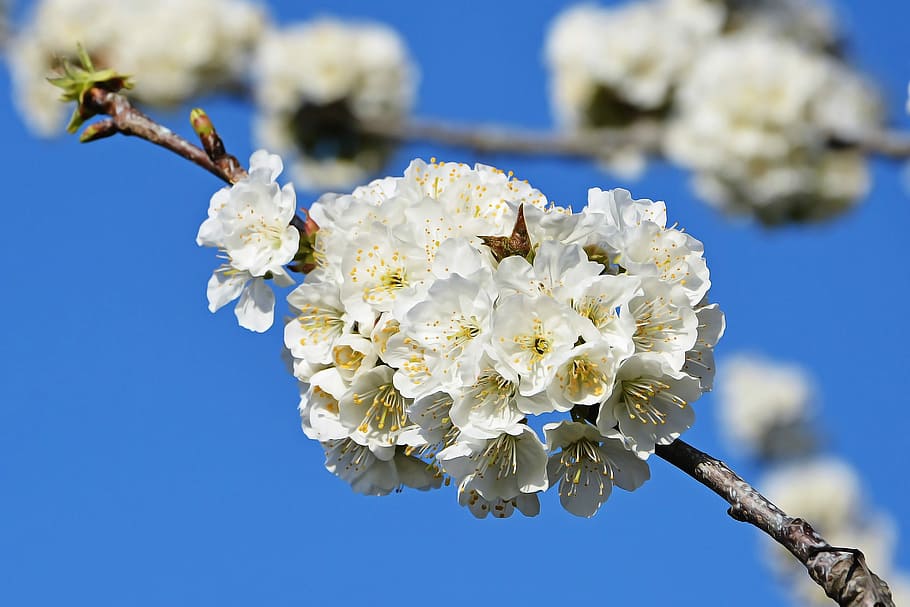 Cherry, Flower, Sprig, Spring, Nature, spring flowers, garden HD wallpaper