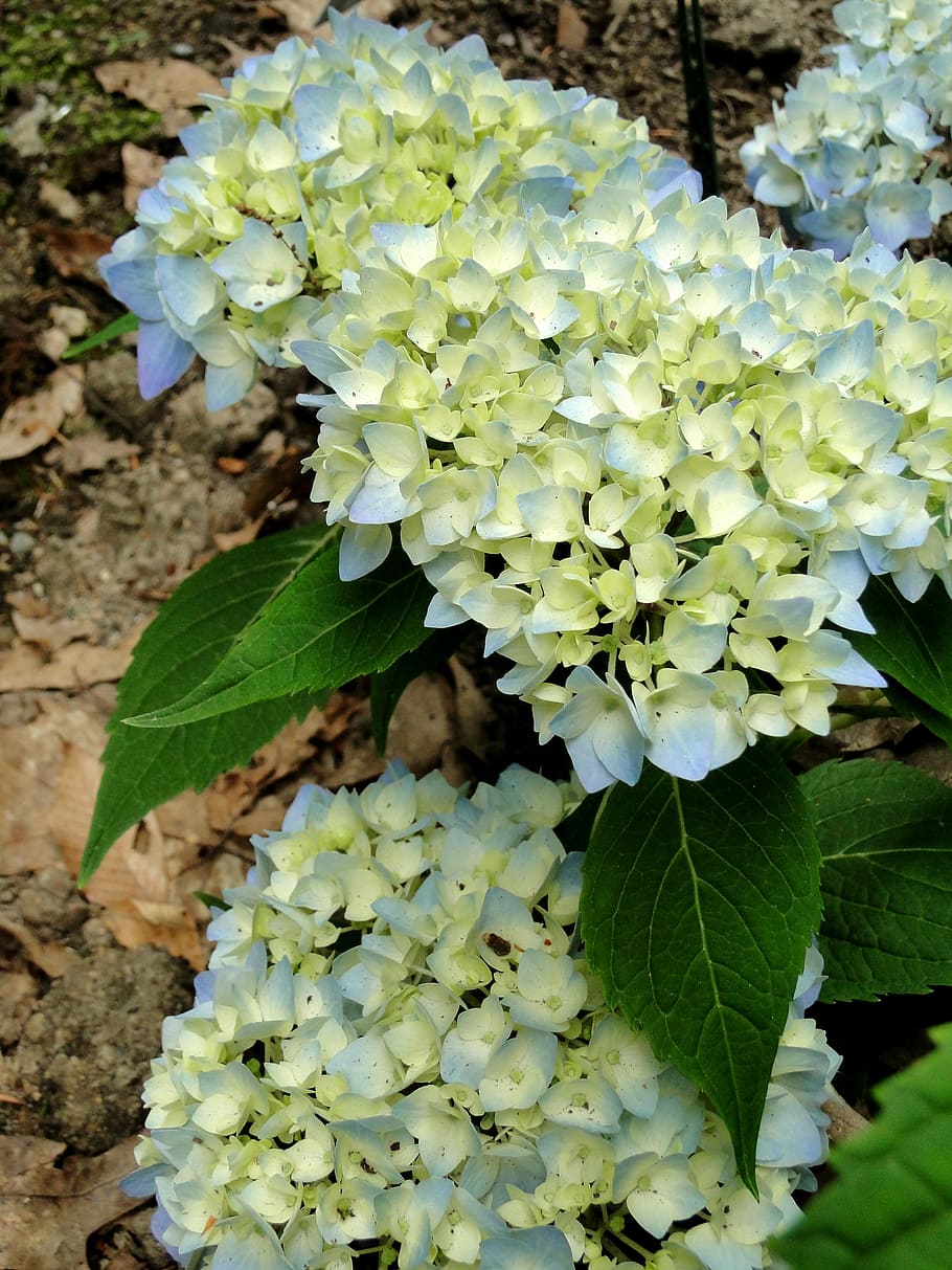 hydrangeas, flowers, buds, blooming, endless summer, perennial HD wallpaper