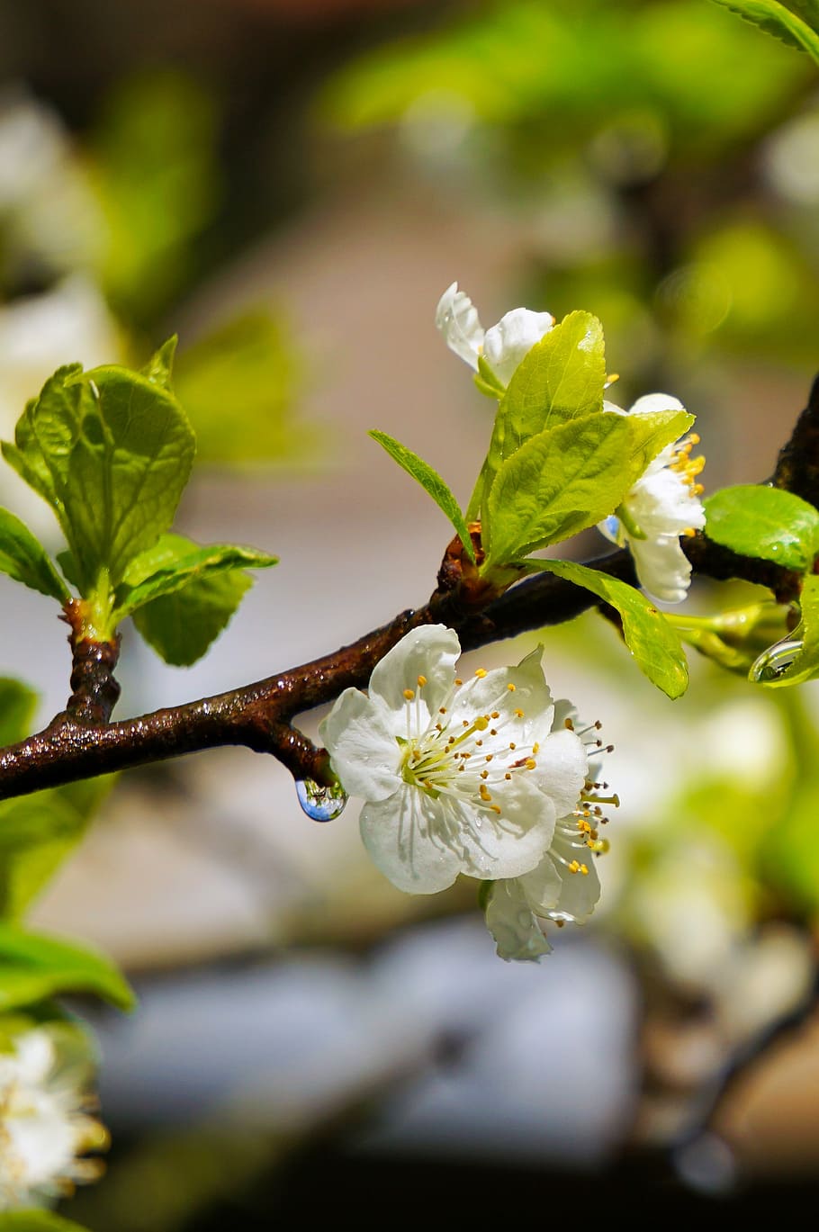 spring, flowers, rain, green-white, drops, plant, growth, flowering plant HD wallpaper