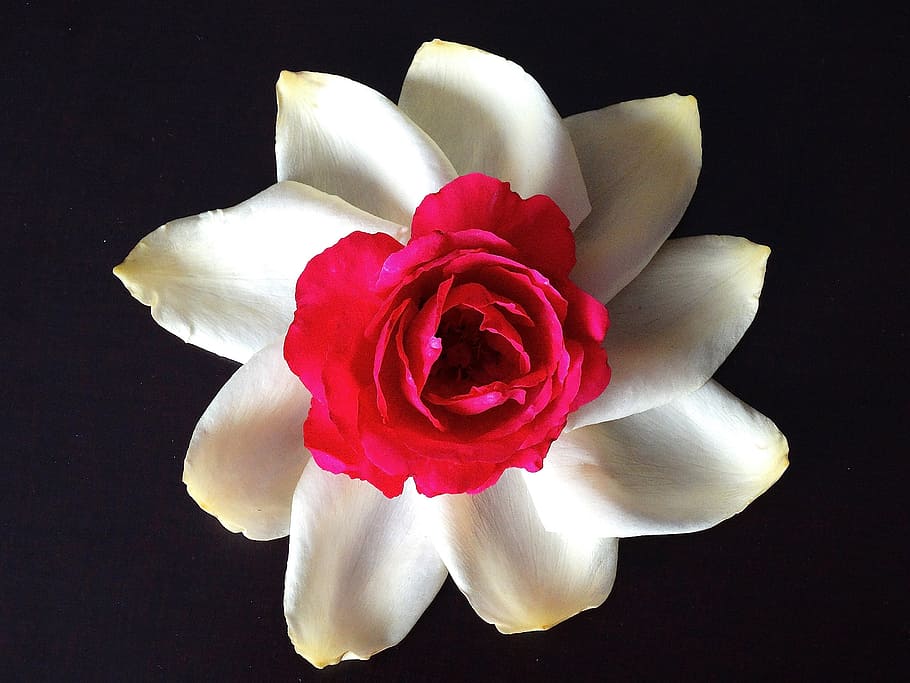flower, rose, rose bloom, white, red, black, flowering plant HD wallpaper