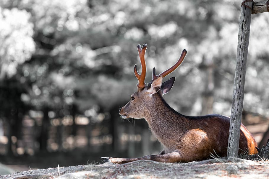 brown deer lying on soil, selective photography of brown deer HD wallpaper