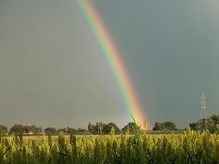 field, cloudy, rainbow, trees, plants, colors, sky, sorghum HD wallpaper