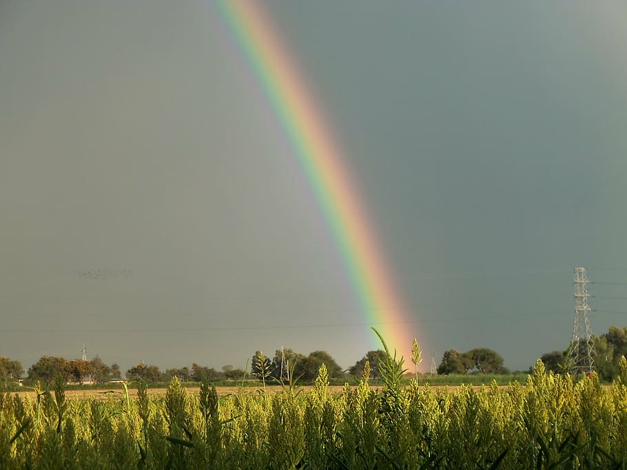 field, cloudy, rainbow, trees, plants, colors, sky, sorghum HD wallpaper