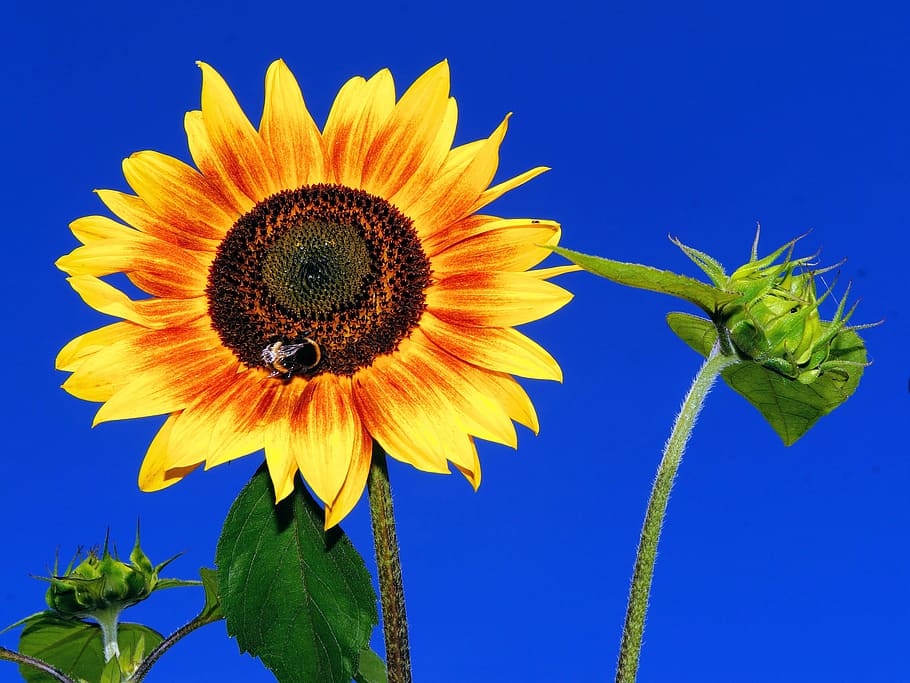 sun flower, blossom, bloom, close, bright, summer, colorful HD wallpaper