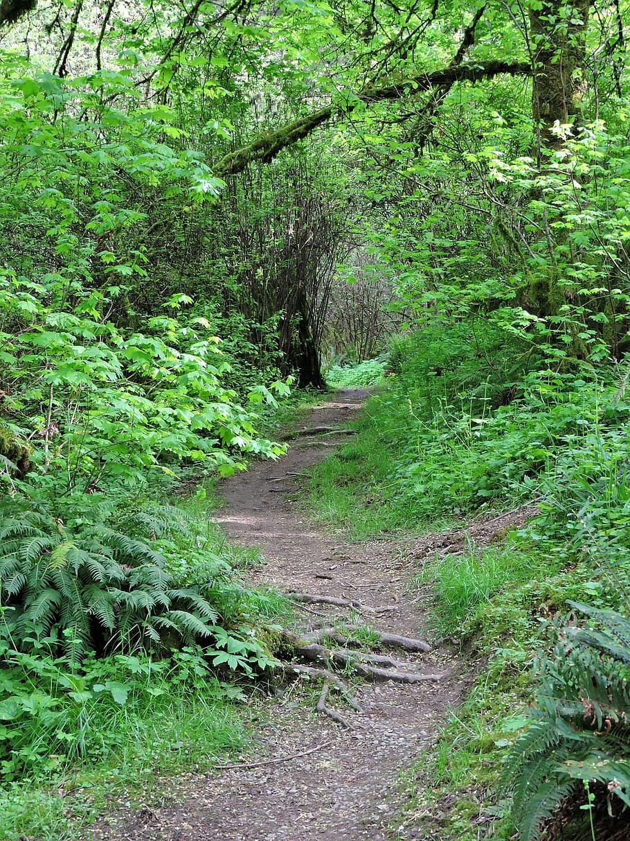 Forest, Trail, Path, Hiking, Nature, woods, outdoors, green HD wallpaper
