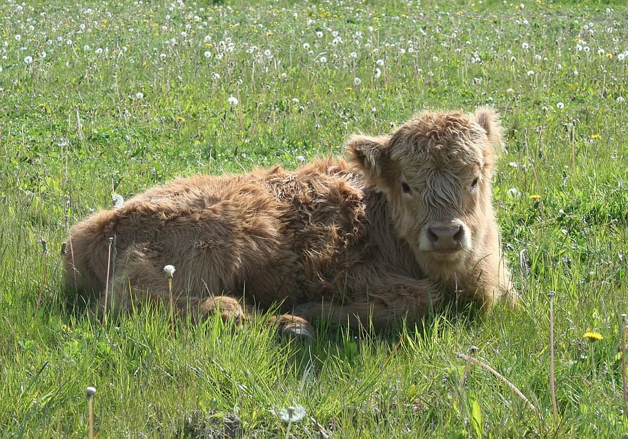 highland cattle, scottish highland cattle, calf, grass, plant, HD wallpaper