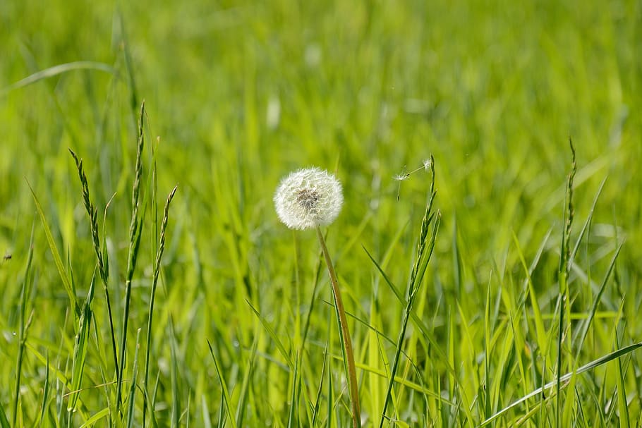 dandelion, bees, spring, flower, meadow, plant, grass, nature HD wallpaper