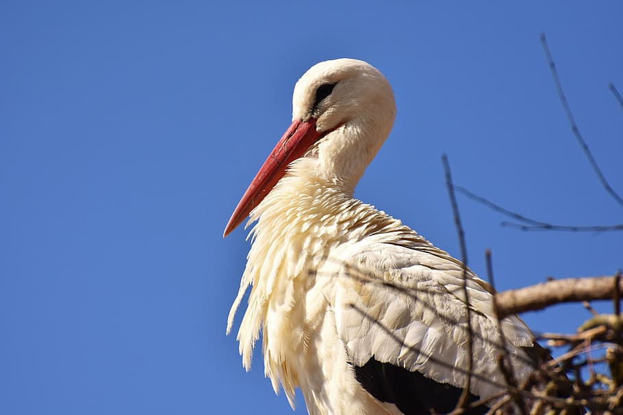 photo of long-beaked bird near branch, stork, fly, plumage HD wallpaper