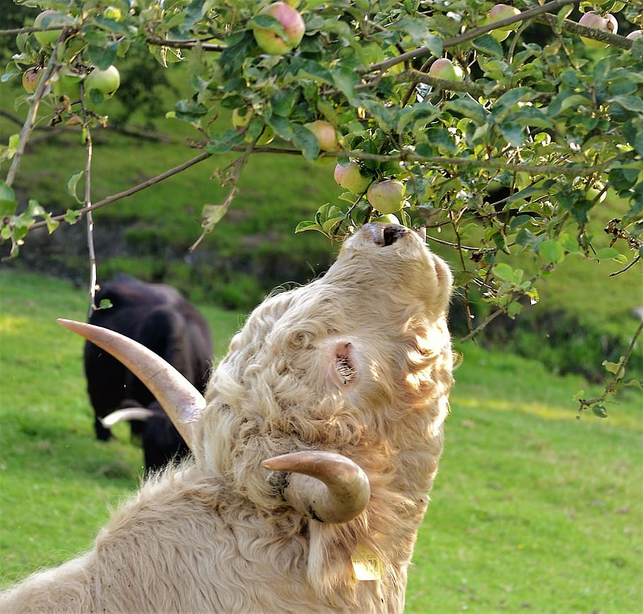 cow eating apple, beef, pasture, graze, cattle, shaggy, highland beef HD wallpaper