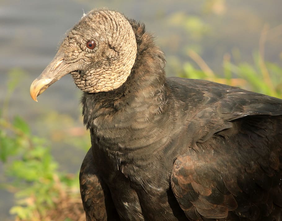 Vulture, Black, Bird, Fly, Wings, feather, wildlife, beak, dom HD wallpaper