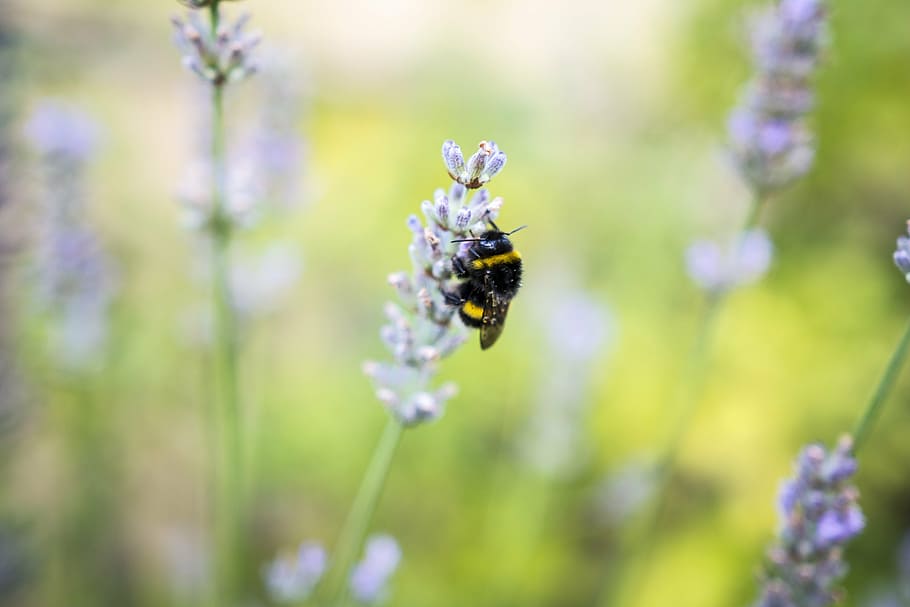 hummel, flower, insect, close, invertebrate, flowering plant HD wallpaper