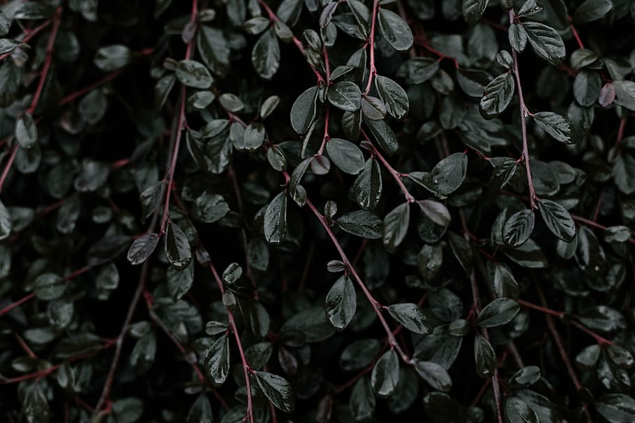 green leafed plant, nature, backgrounds, no people, full frame HD wallpaper