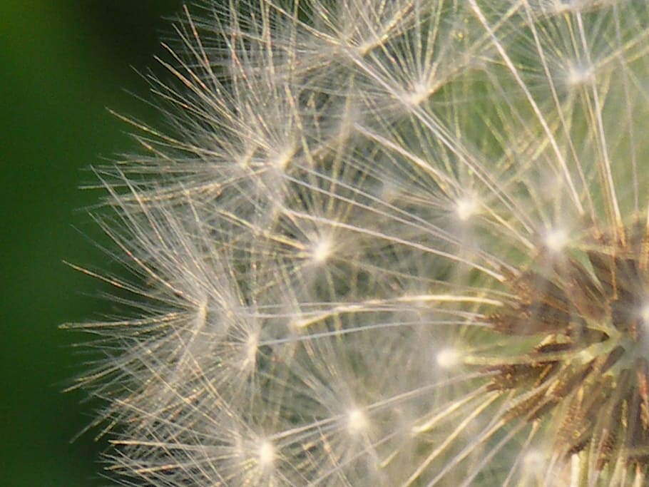 dandelion, seeds, nature, close, plant, flower, beauty in nature HD wallpaper