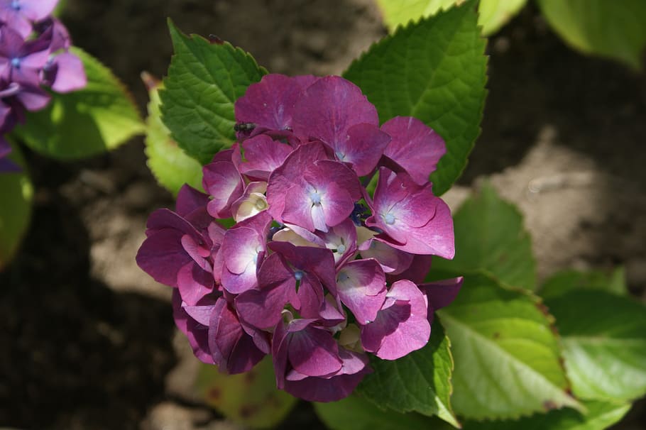 Hortensia, Garden, Flower, growth, leaf, plant, nature, beauty in nature, HD wallpaper