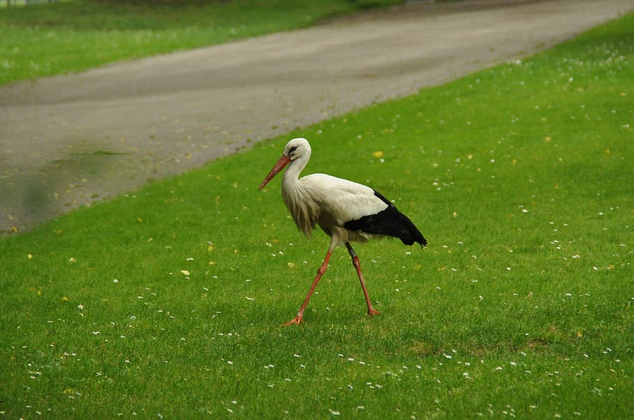 bird, stork, adebar, meadow, animal themes, animals in the wild HD wallpaper