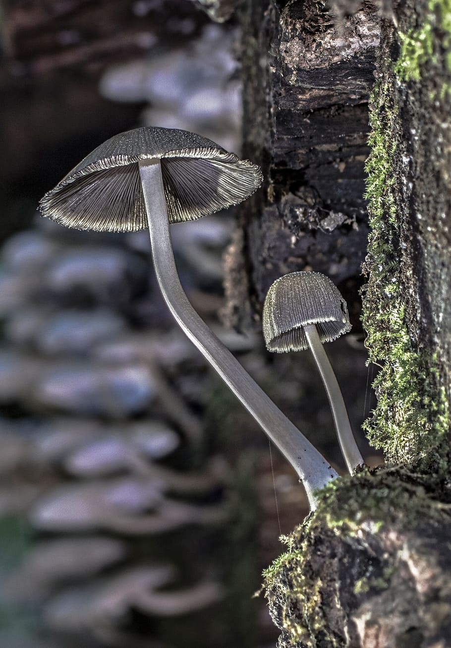 HD wallpaper: shallow focus photography of mushrooms, wood fungus