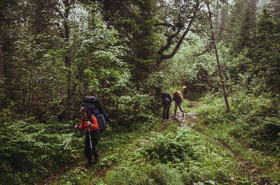 person hiking on moutanin, person walking on rainforest, tree HD wallpaper