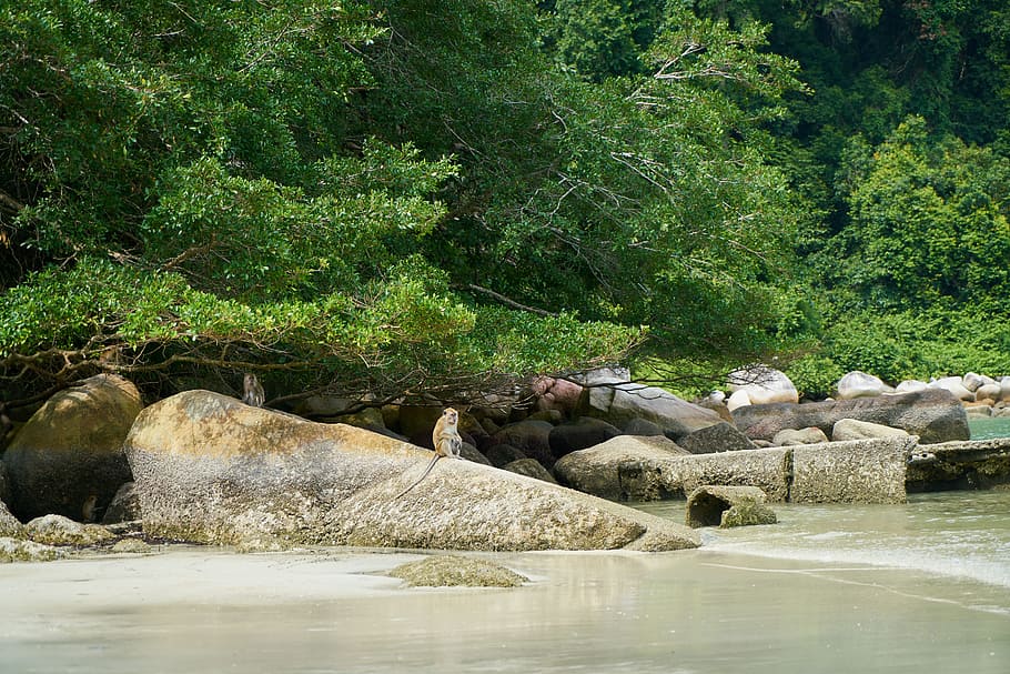 nature, monkey, animal, environmental, summer, mammal, landscape HD wallpaper