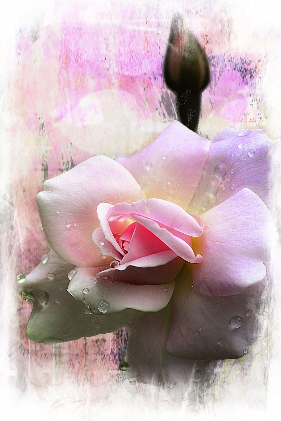 pink petaled flower painting, rose, bud, beautiful, plant, macro HD wallpaper