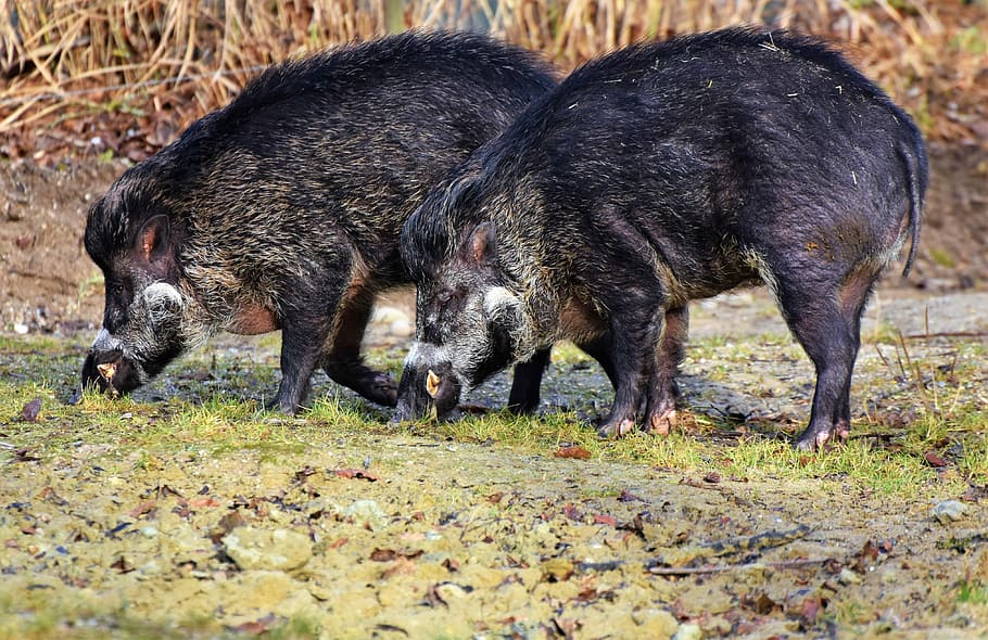 two black wild pigs on grass, boar, sow, mammal, animal, nature
