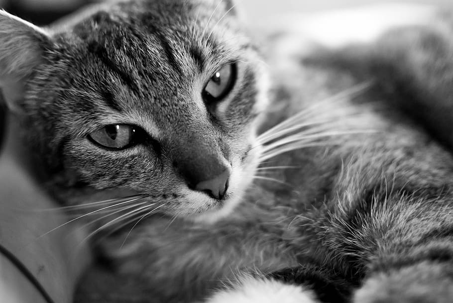Cat, Sweet, Kitten, Coat, Animal, mustache, downy, futrzak HD wallpaper