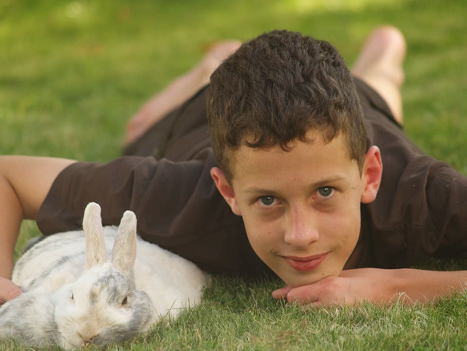 Pets, Hare, Dwarf Rabbit, Nager, long eared, dwarf bunny, cute HD wallpaper