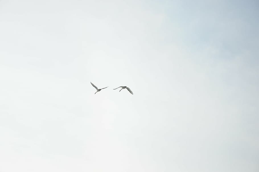 swans, sky, clouds, flight, birds, fly, blue, nature, covered sky HD wallpaper