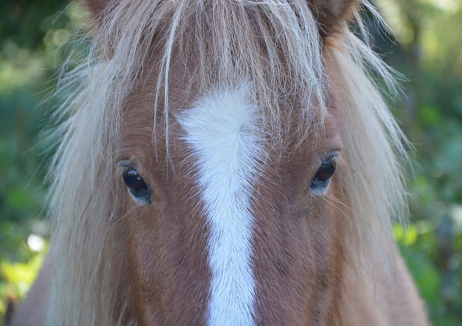 shetland pony, small horse, next to horse, head, chamfer, brown eyes, HD wallpaper