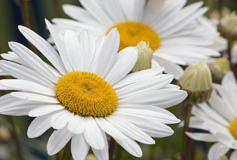 selective focus photography of white daisy flower, daisies HD wallpaper
