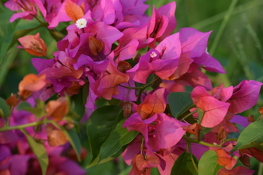 flower, pink, rs, flowering plant, beauty in nature, vulnerability HD wallpaper