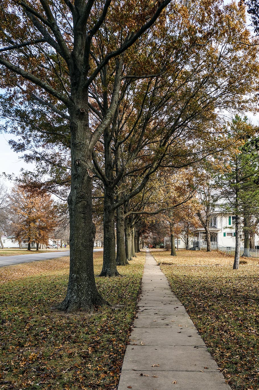 yellow leafed trees beside sidewalk, fall, autumn, small town HD wallpaper